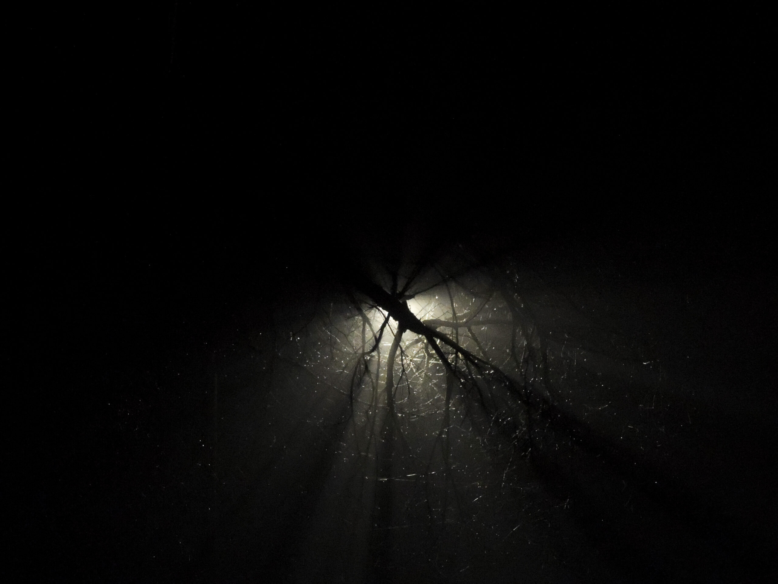 Veins of Still Night